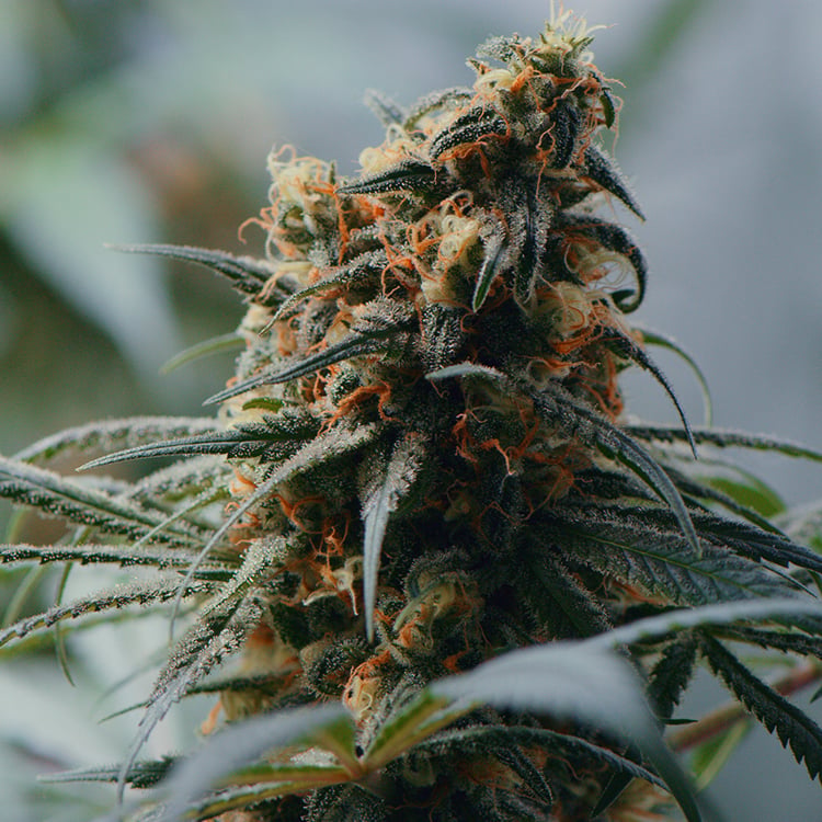 Kobain Kush Auto