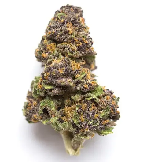 Agent Orange Hybrid Marijuana Melbourne