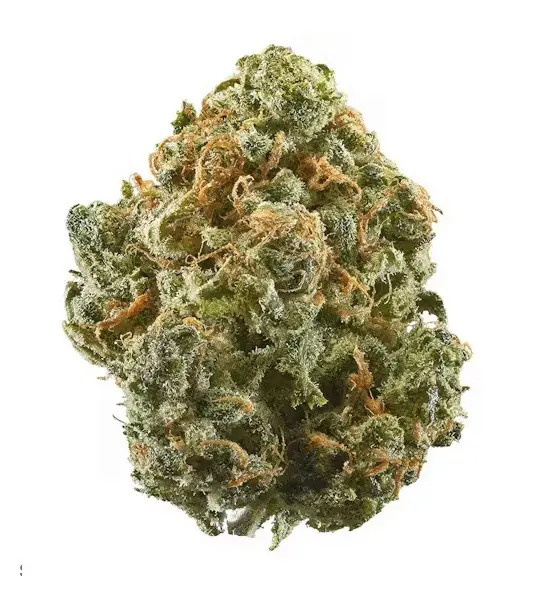 Alaskan Thunder Fuck Marijuana Vic