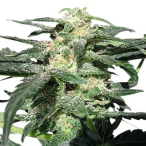 Blue Cheese Auto