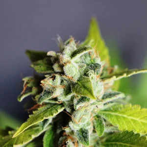 Blue Dream Auto