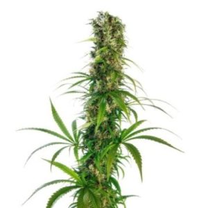 Strawberry Haze Seeds