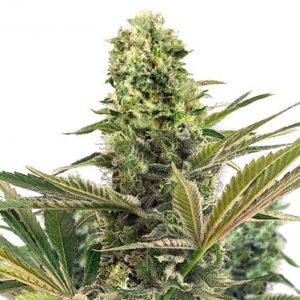 Black Cherry Soda Seeds