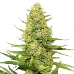 Blue Hawaiian Seeds