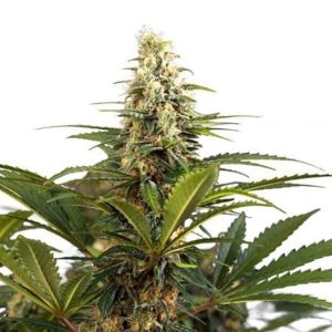 Blueberry Kush Auto