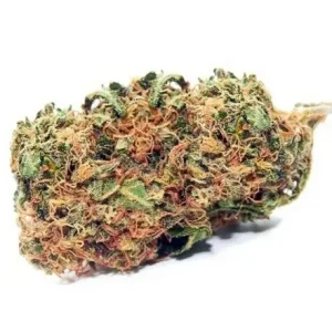 Buy Cheese Hybrid Cannabis Strain Perth