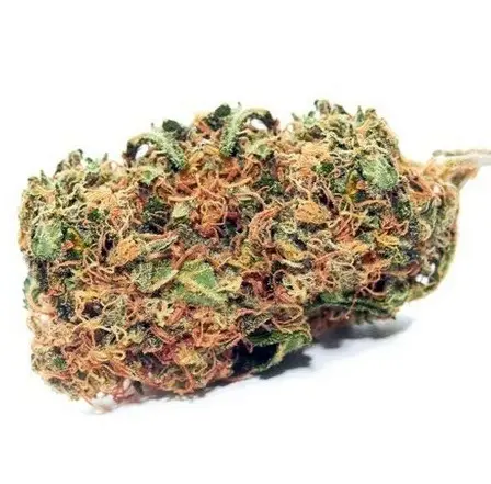 Buy Cheese Hybrid Cannabis Strain Perth