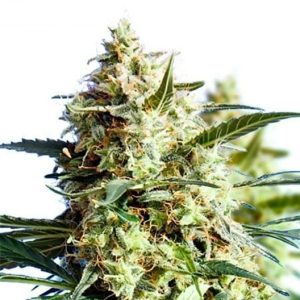 Chemdawg 91 Seeds
