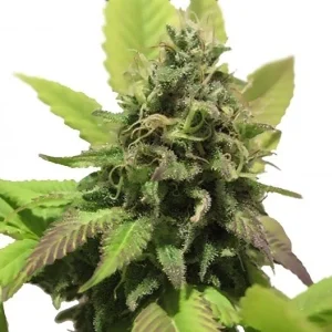 Diablo Auto