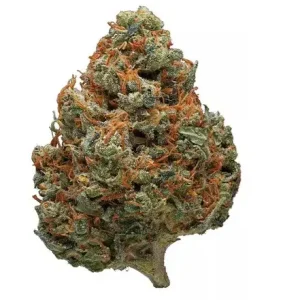 Buy Durban Poison Marijuana Strain TAS