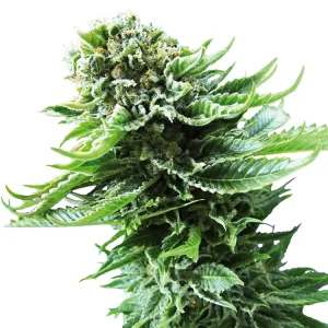 Blackberry Cream Auto