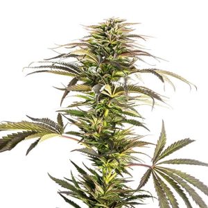 Kosher Tangie Auto