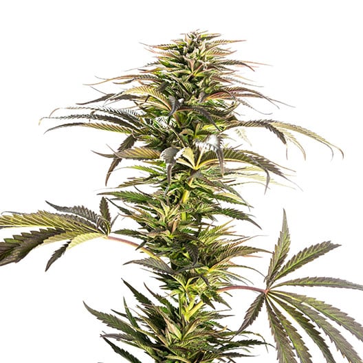 Kosher Tangie Auto
