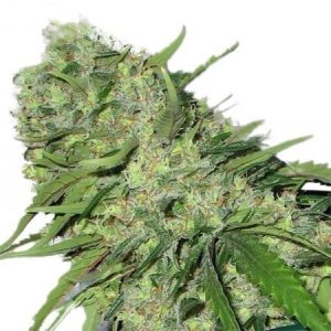 Medicine Man Seeds