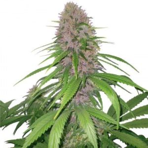 Mendo Breath Seeds