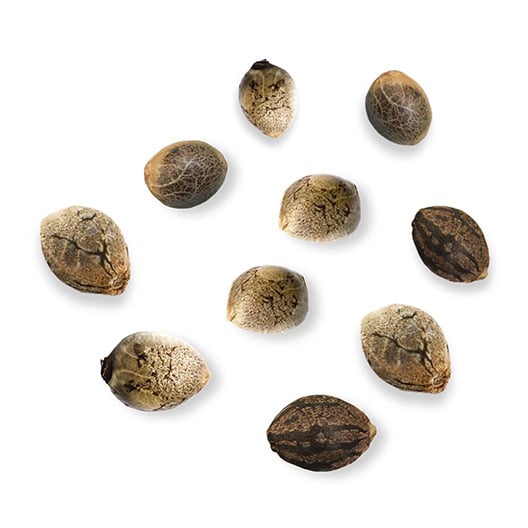 Kosher Tangie Auto - Image 3