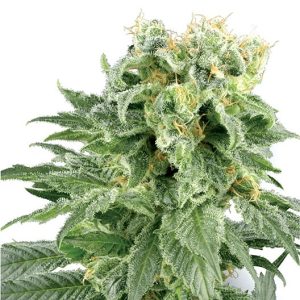 Neptune OG Seeds