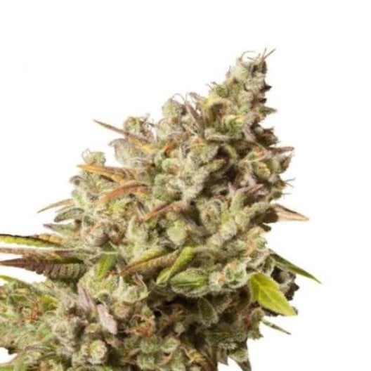 Sour Amnesia Seeds