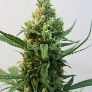 Gushers Auto