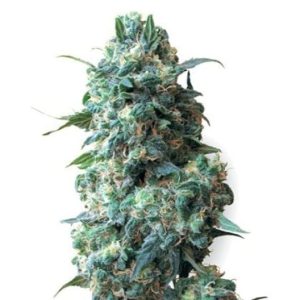 Sour Kush Auto