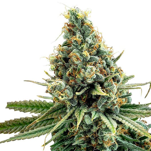 Tango Kush Auto