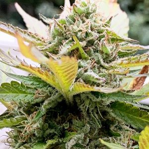 Green Goddess Auto