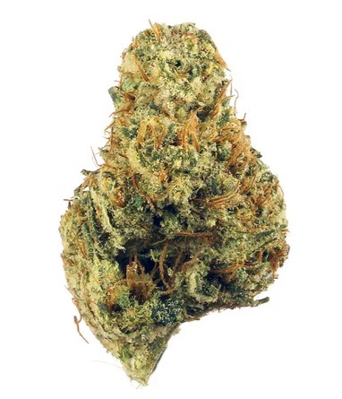 Dutch Treat Hybrid Marijuana Adelaide