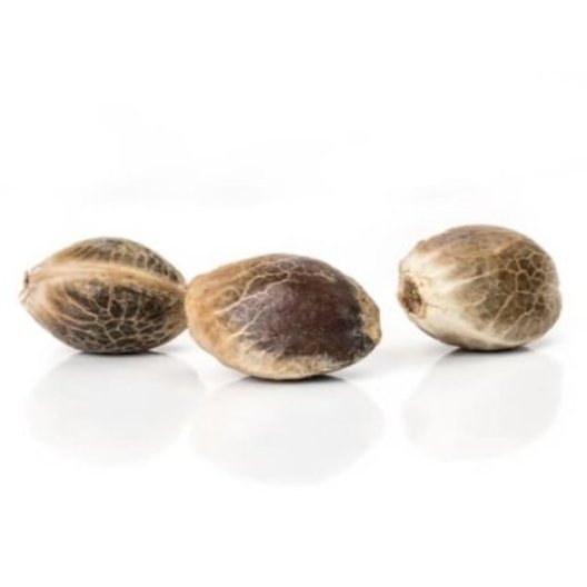 Sour Amnesia Seeds - Image 3