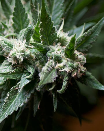 Alien OG - Image 4