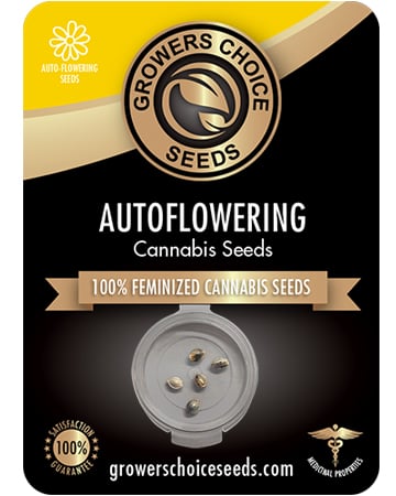 Kandy Kush Auto - Image 3