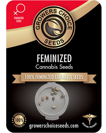 Chocolate Chunk - Image 3