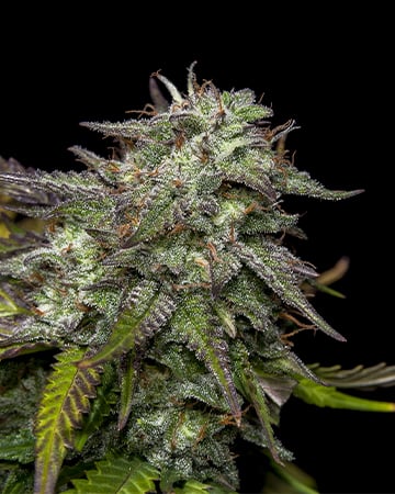 Bubba OG - Image 4