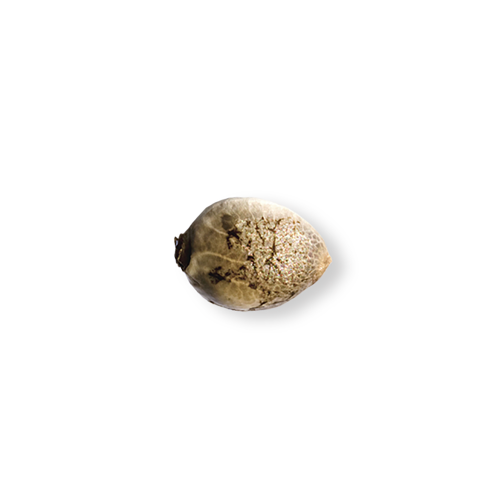 Sour Grape Auto - Image 2