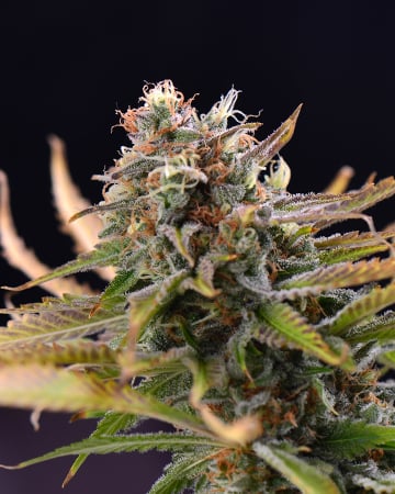 Chocolate Chunk - Image 4