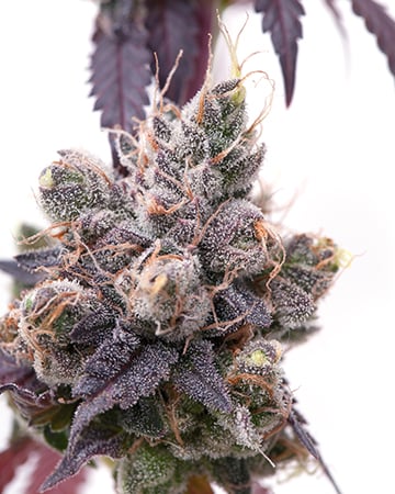 Corleone Kush Auto - Image 4