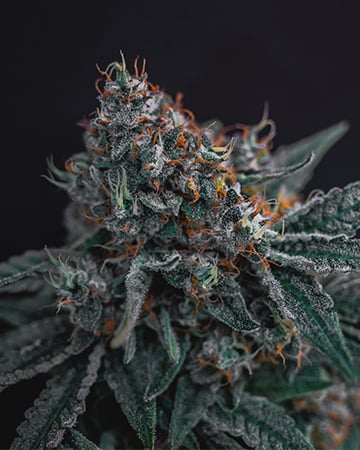 Dark Star - Image 4