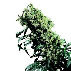 Ancient OG Auto