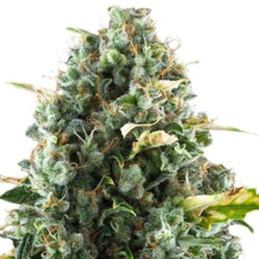 Sirius Black Auto