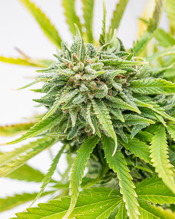 God’s Green Crack Auto - Image 4