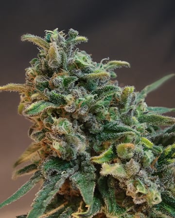 Kandy Kush Auto - Image 4