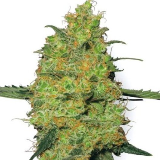 Tango Kush Seeds