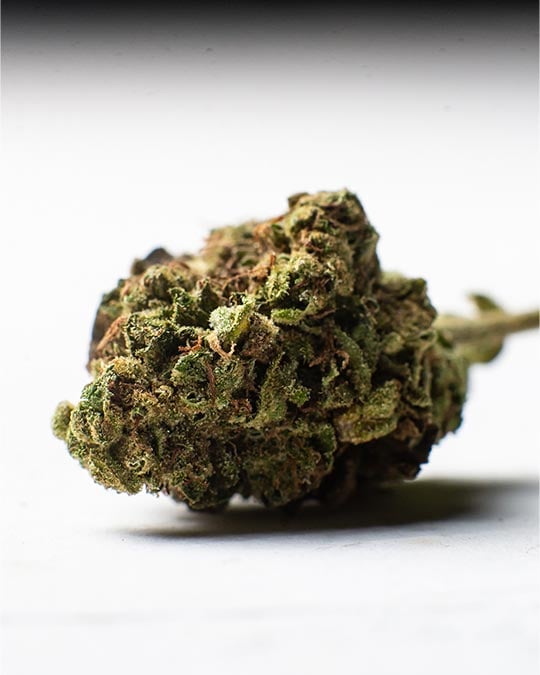 Rainbow Sherbert - Image 5