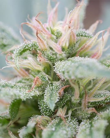 Triangle Kush Auto - Image 4