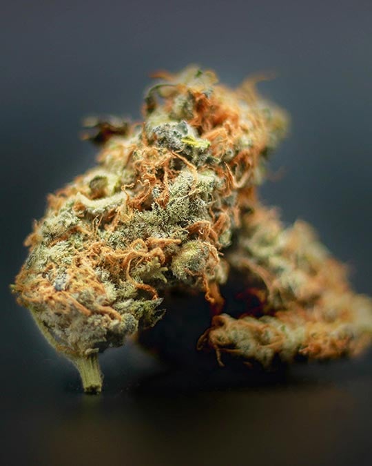 Jelly Donut - Image 5