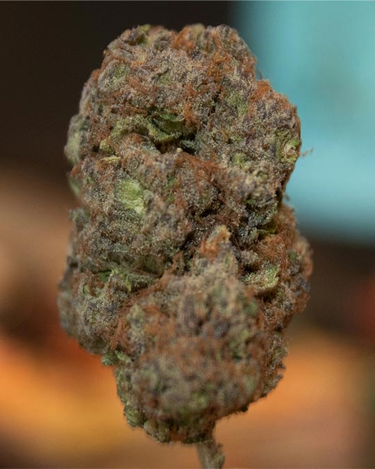 Kandy Kush - Image 5