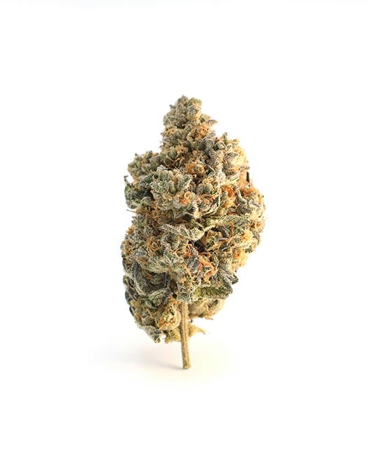 White Buffalo - Image 5