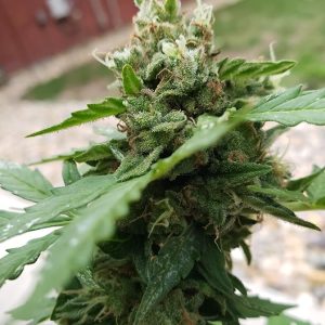 Lemon Diesel Auto