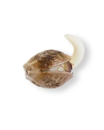 Jack Herer - Image 2
