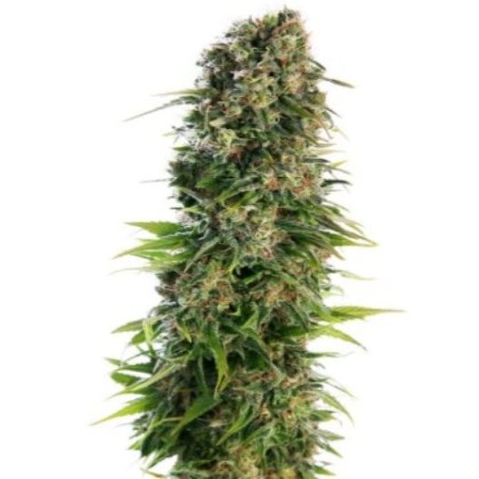 Sour Cream Auto