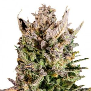 Mango Kush Auto